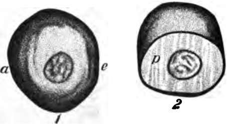 A cell much enlarged. 2 is the upper half of 1, cut through the line a e. The dark spot is the nucleus.