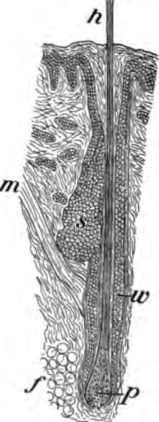 A section through the root of a hair, s, oil gland; w, hair sac; p, knob from which the hair grows.