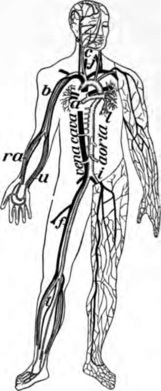 Chief veins and arteries of the body.