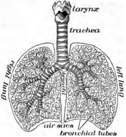 human circulatory system for kids. circulatory system for kids