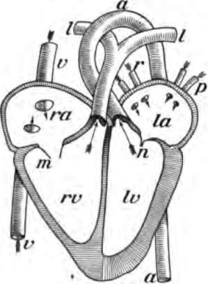 circulatory system heart diagram. circulatory system heart