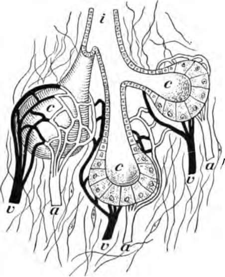 Diagram to show the working parts of a gland.