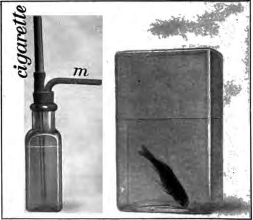 Experiment to show how tobacco affects the nerves.