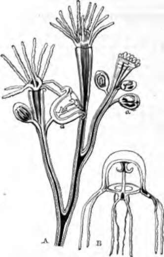 Alternate Generation of Hydroid Zoophyte (Bougain villi a raraosa). A, Zoophytic form; a, medusoid.