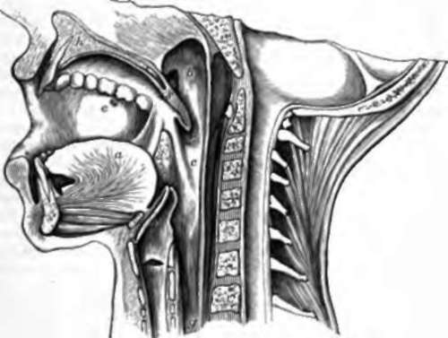 Buccal Cavity and Pharynx, vertical section, a, tongue.