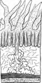 Duodenum, vertical section magnified, a, Villi; b, Lieber kuhnian follicles.