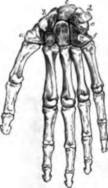Front View or the Bones of the Hand.