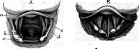 Larynx, from above; laryngoscopic views: A, in deep respiration.