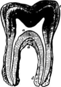 Molar Tooth, vertical section; letters same as in fig. 43.