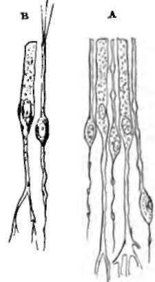 Olfactory Cells, with the epithelial cells between which they lie; both with deep connections.