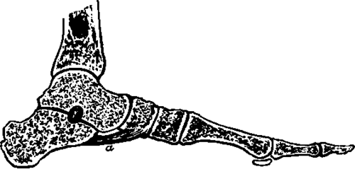 Section of Foot, showing, a, the inferior calcaneoscaphoid ligament supporting the head of the astralagus.