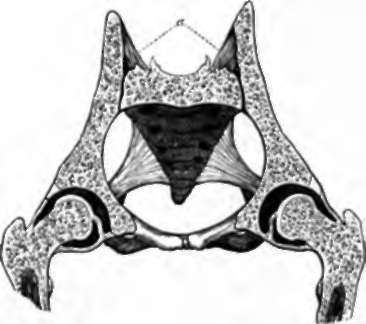Section of Pelvis, showing the suspension of the sacrum between the haunch bones.