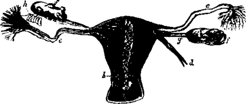 Uterus and Ovaries from the front.