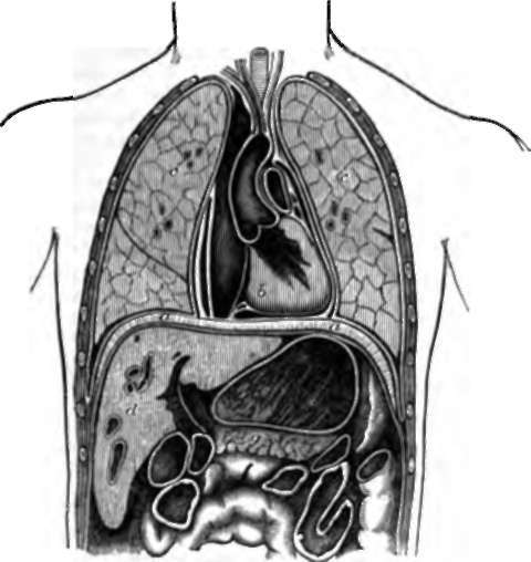 Vertical Transverse Section of Chest and Stomach, to show the arched form of.