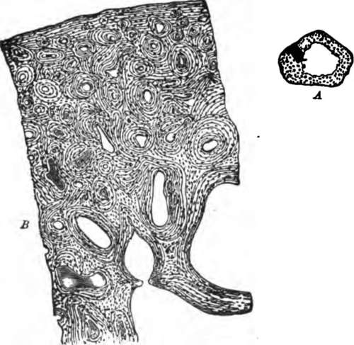 A, a transverse section of the ulna, natural size; showing the medullary cavity.
