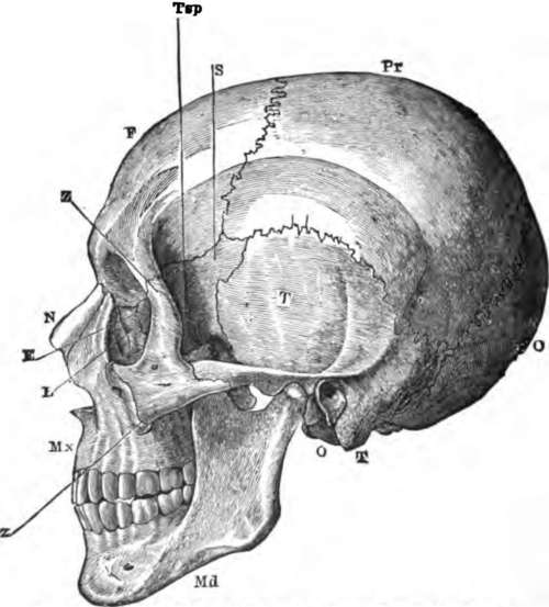 A side view of the skull.