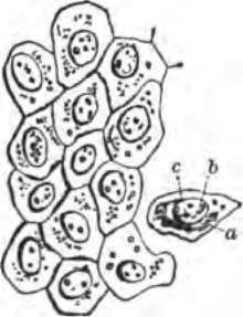 Flat cells from the surface of the lining membrane of the abdomen; a, cell body; 6, nucleus; c, nucleoli.