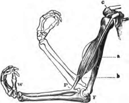 The biceps mnscle and the arm bones, to illustrate how.