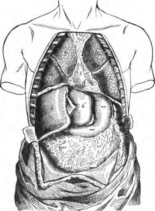 The body opened from the front to show the contents of its ventral cavity.