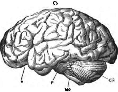 The brain from the left side.