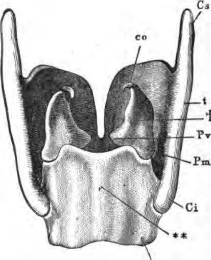 The more important cartilages of the larynx from behind.