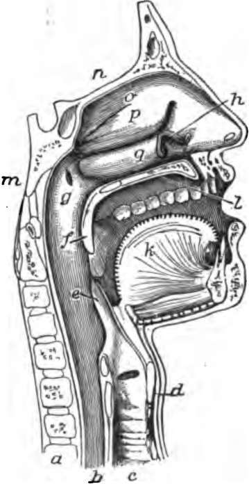 The mouth, nose and pharynx, with the commencement of the gullet and larynx.
