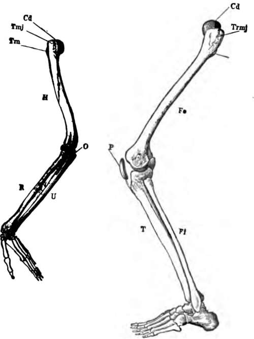 The skeleton of the arm and leg. H, the humerus.