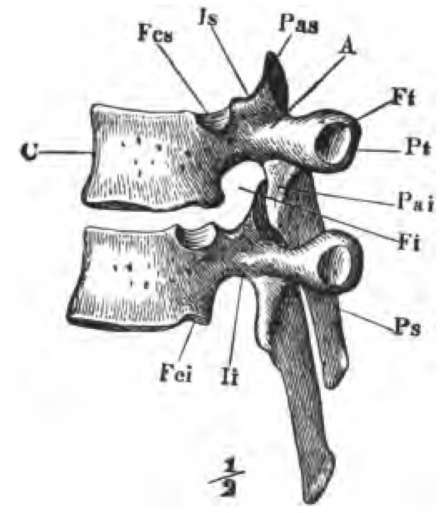 Two dorsal vertebr viewed from the left side, and in their natural relative positions.