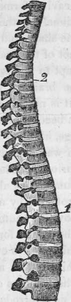 A Lateral View Of The Spine