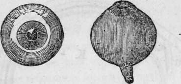 Front And Side View Of The Ball Of The Eye