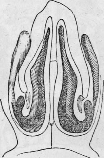 Front View Of The Nasal Fossae