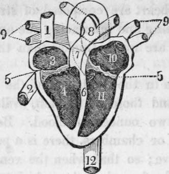 Heart With Its Several Chambers Exposed