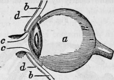 The Eye Ball And Upper Lower Sides