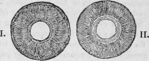 The Iris Magnified