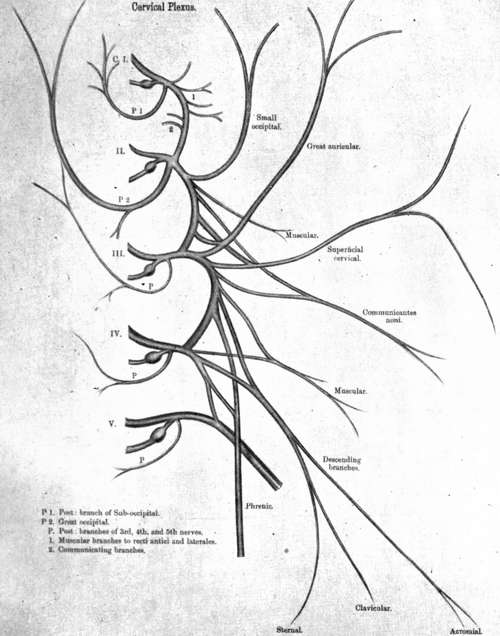 Branches Of Posterior Cord