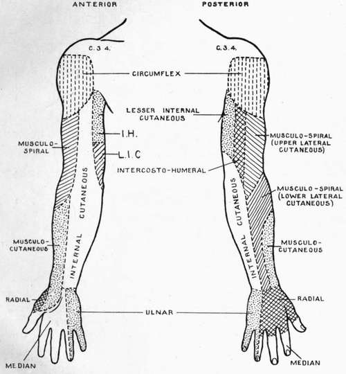 Cutaneous Areas Of Upper Extremities