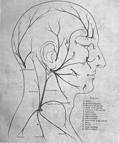 Superficial Nerves Of Face And Front Of The Neck, With Their Communications