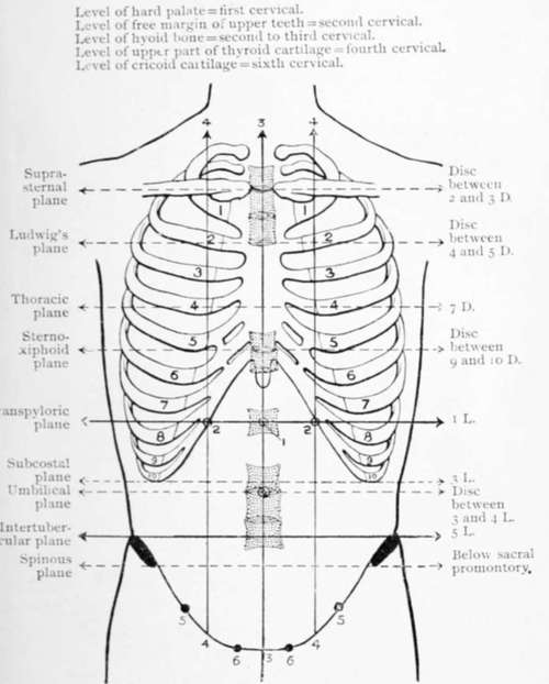 The Abdominal And Thoracic Planes