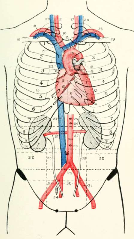The Heart, Great Vessels, Kidney, And Ureter