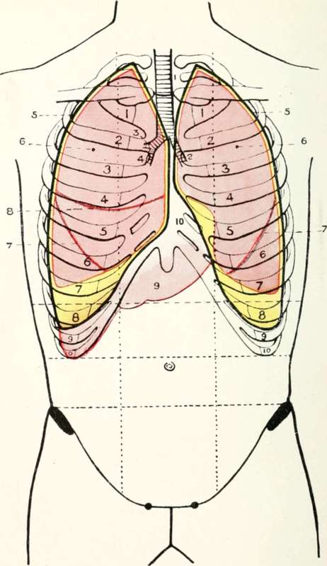 The Pleural Sacs, Lungs, Etc