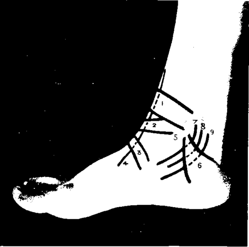 The Region Of The Ankle And Foot 23