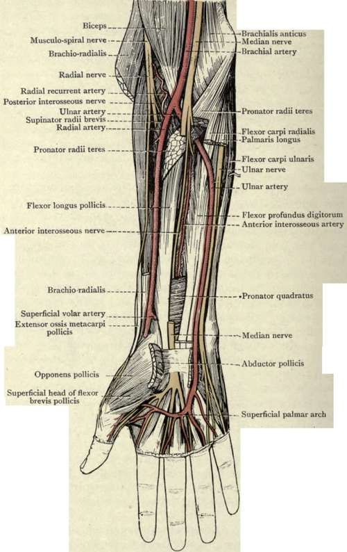Deep Dissection of Front of Right Forearm. Superficial Dissection of Palm.