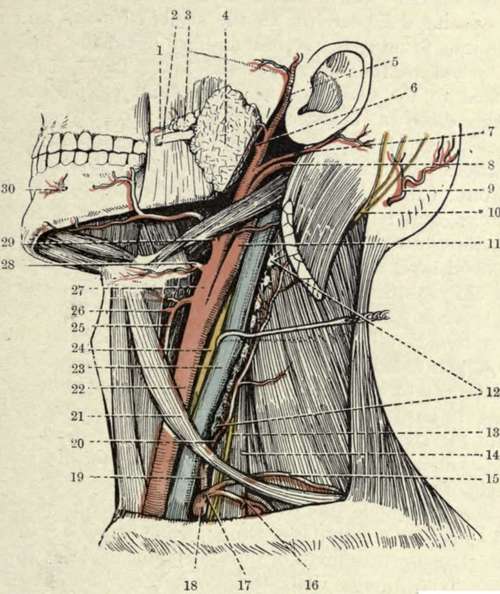 Deep Dissection of the Left Side of the Neck