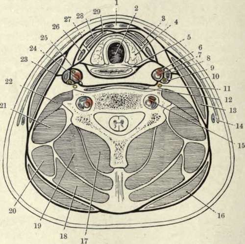 Neck Muscles Anatomy Cross Section