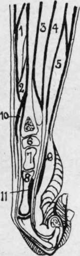 Longitudinal Section of Forearm and Hand
