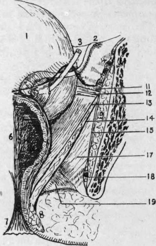 Posterior Vertical Section of Pelvis from Behind.