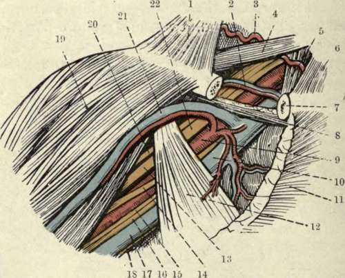 The Axillary Space, after Reflection of the Pectoralis Major ; and the Subclavian Triangle.