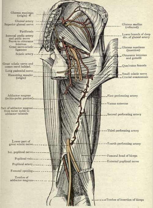 The Gluteal Region and Back of the Thigh