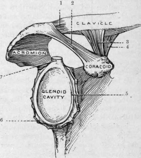 The Right Glenoid Cavity, and the Adjacent Ligaments