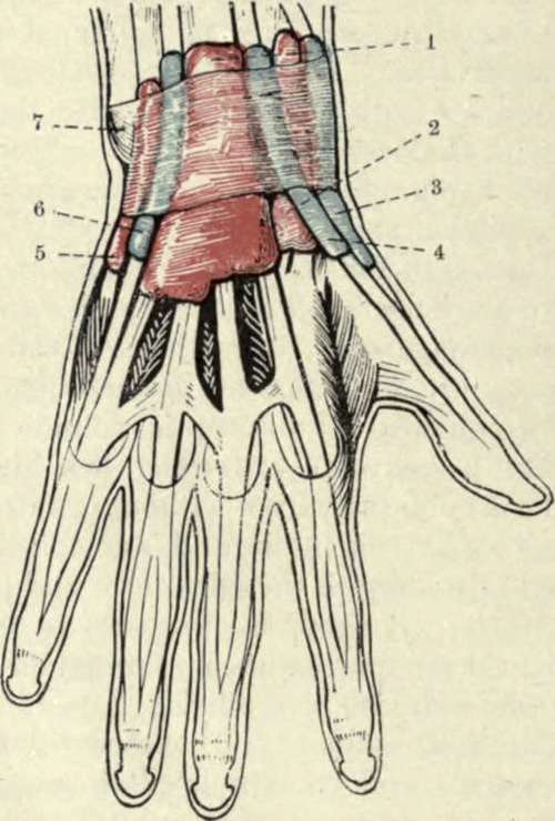 The Synovial Sheaths of the Extensor Tendons